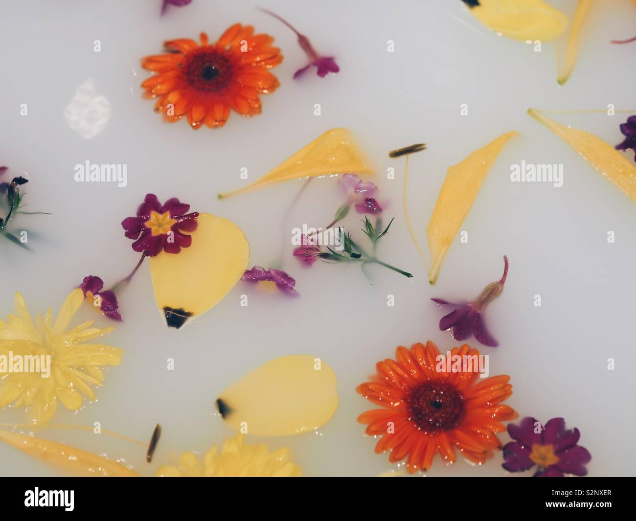 Flowers in a milk bath Stock Photo Alamy
