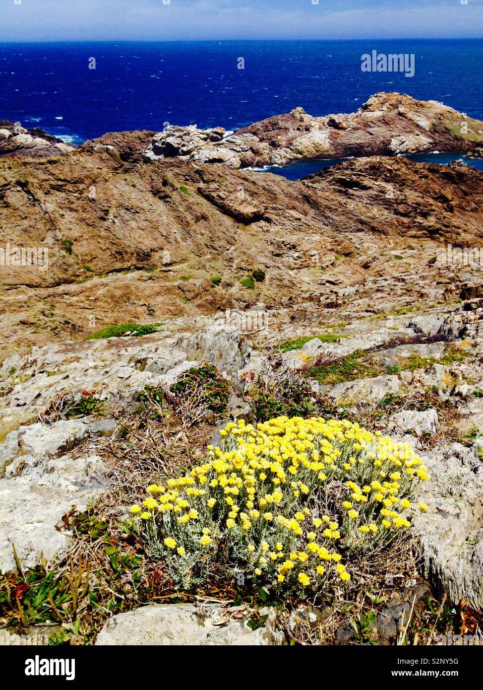 Curry Plant (Helichrysum italicum) on blossom. Cap de Creus Natural Park. Catalonia. Spain Stock Photo