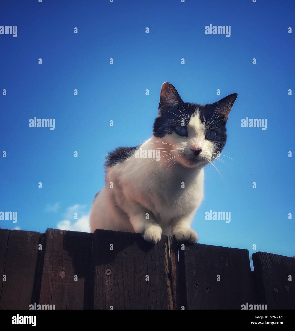 Young black and white cat on top of a fence - Smartphone Captured Stock Image