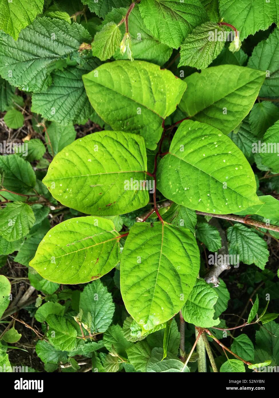 Japanese Knotweed or “Fallopian japonica”. Part of the polygonaceae family, it is a fast growing, invasive, plant Stock Photo