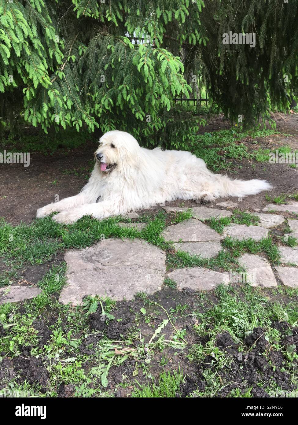 Huge dog laying in backyard this is Chloe she’s part Anatolian shepherd and great pereneese - Smartphone Captured Stock Image