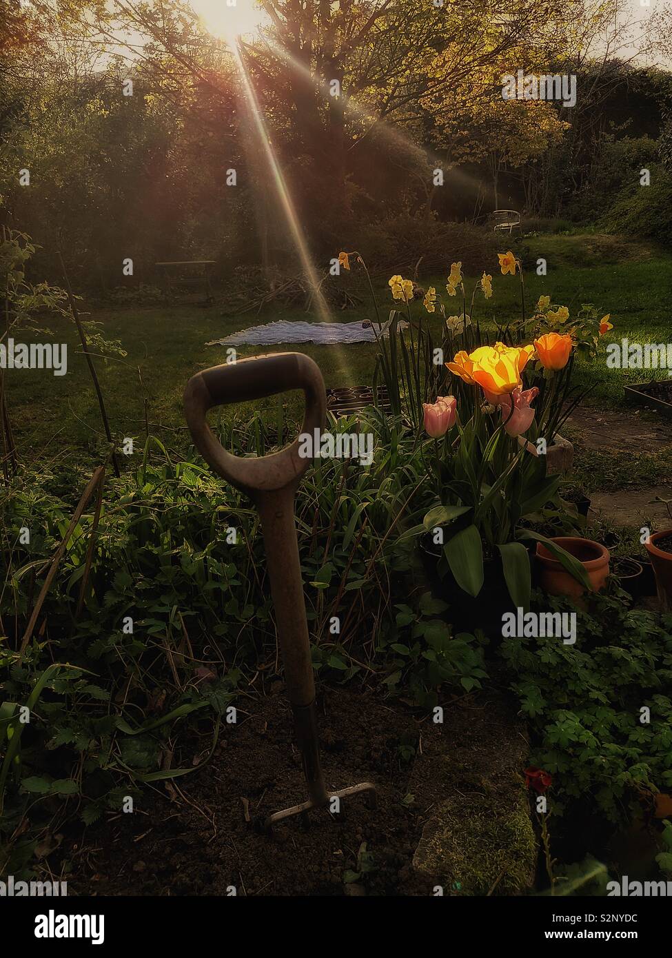 The last rays of sun on garden with fork Stock Photo