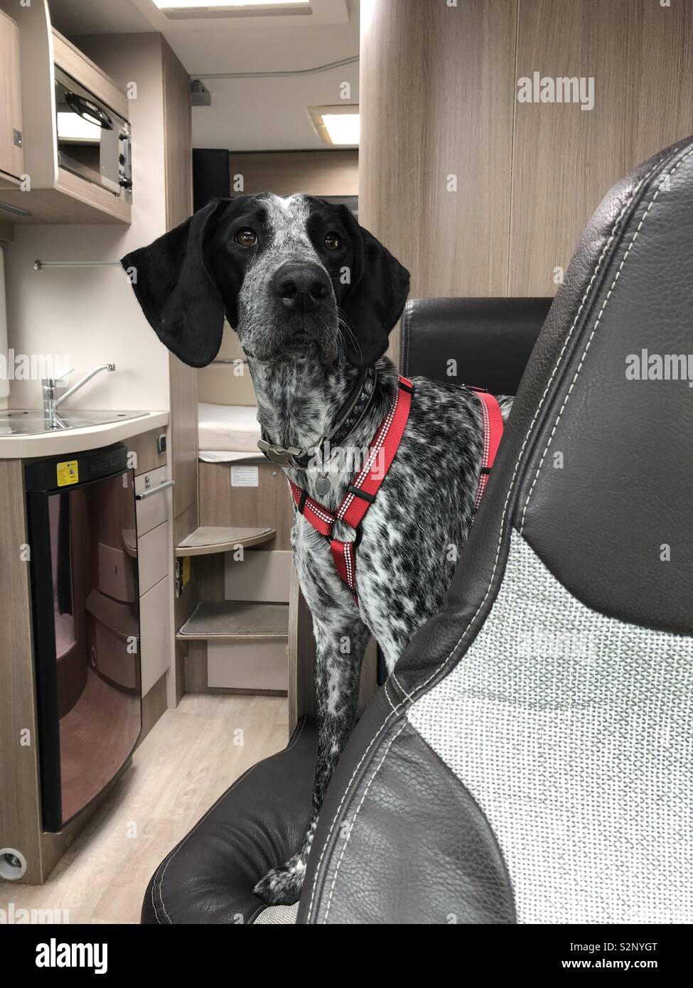 Dog in a motor home Stock Photo