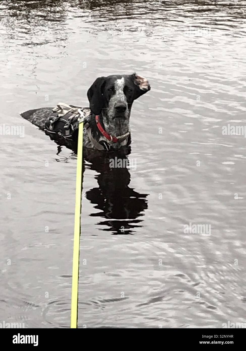 Dog in water Stock Photo