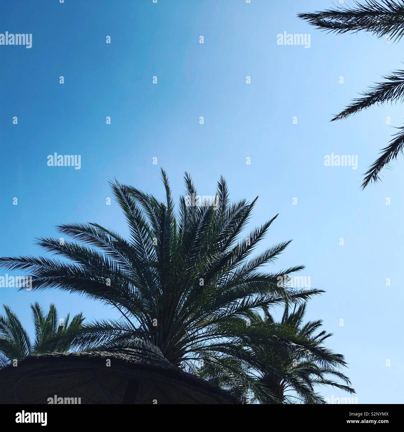 Spanish palm trees and blue sky Stock Photo Alamy