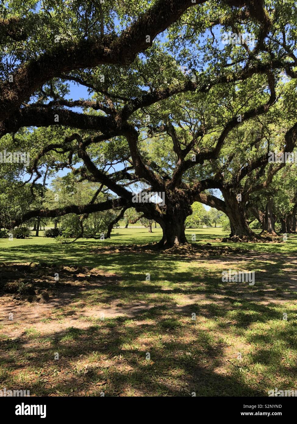 Stunning tree hi-res stock photography and images - Alamy