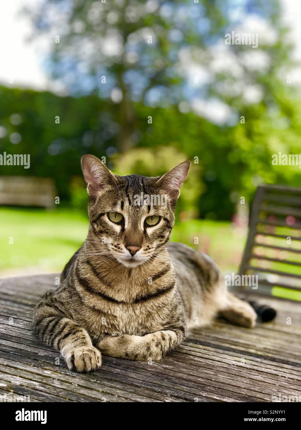 Savannah Cat - Smartphone Captured Stock Image