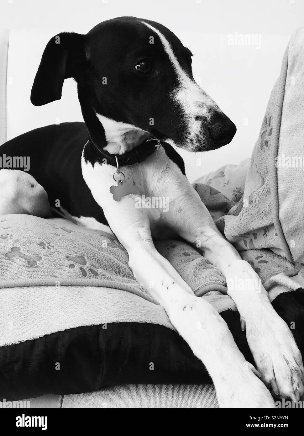 Black hotsell white whippet