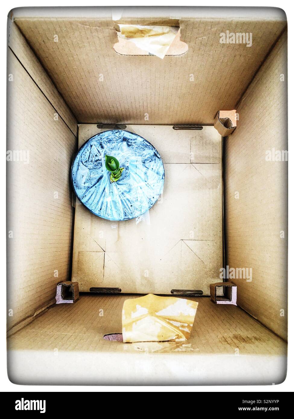Plant sent though the post in oversized cardboard box - Smartphone Captured Stock Image