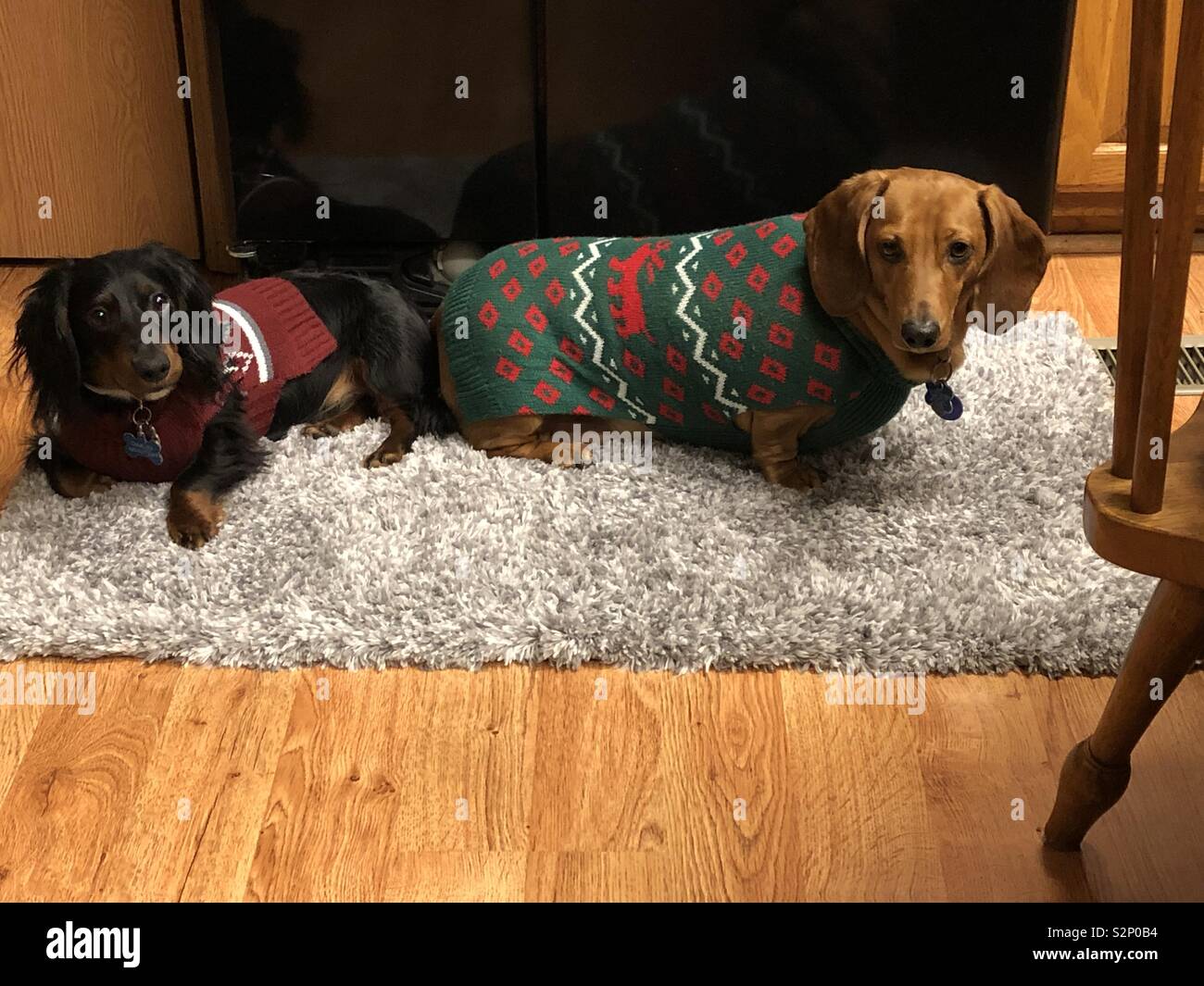 Dachshunds wearing sweaters Stock Photo