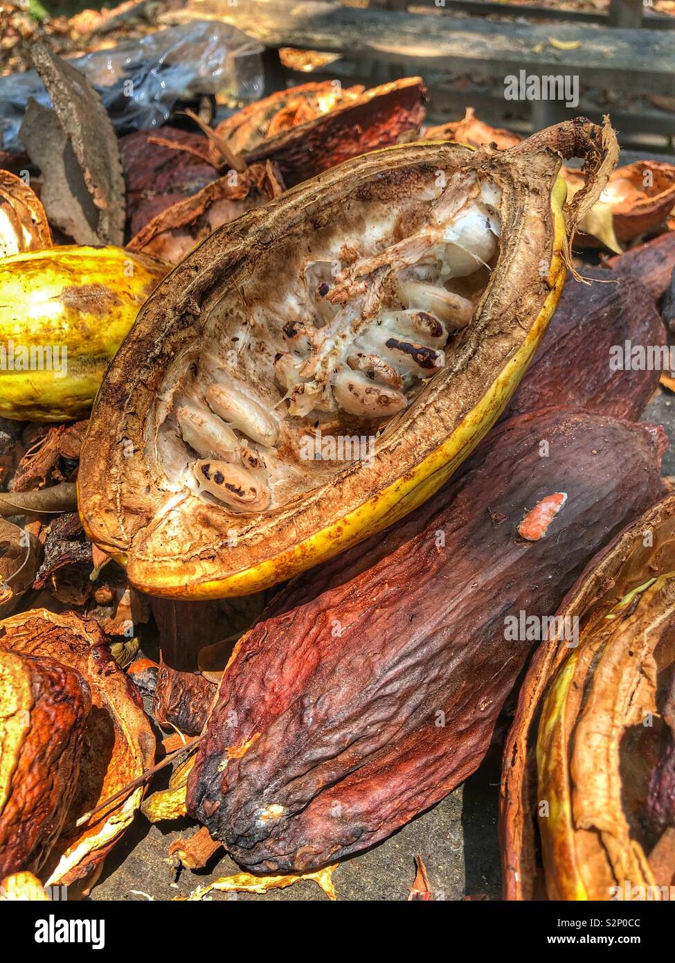 Cacao beans. Stock Photo