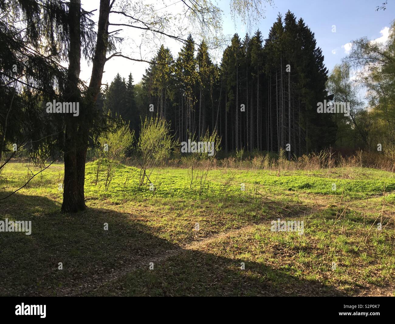 Outdoor scene spring wood - Smartphone Captured Stock Image