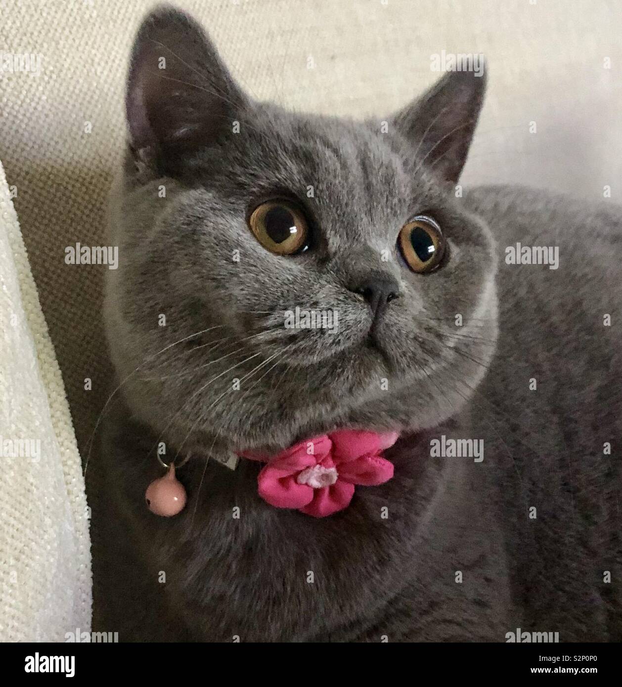 My Beautiful British Shorthair Cat Elsa Stock Photo 311499496 Alamy