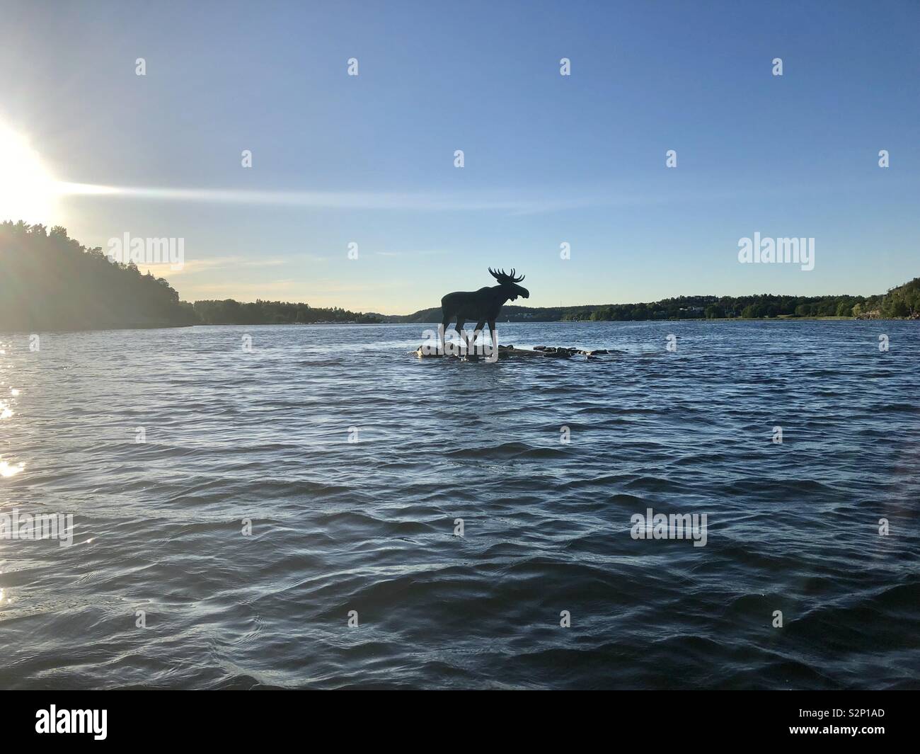 Moose summer hires stock photography and images Alamy