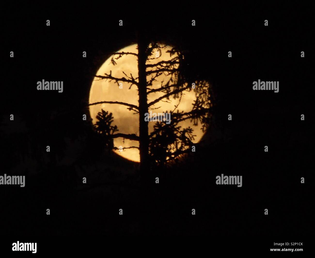 Moon behind trees hi-res stock photography and images - Alamy