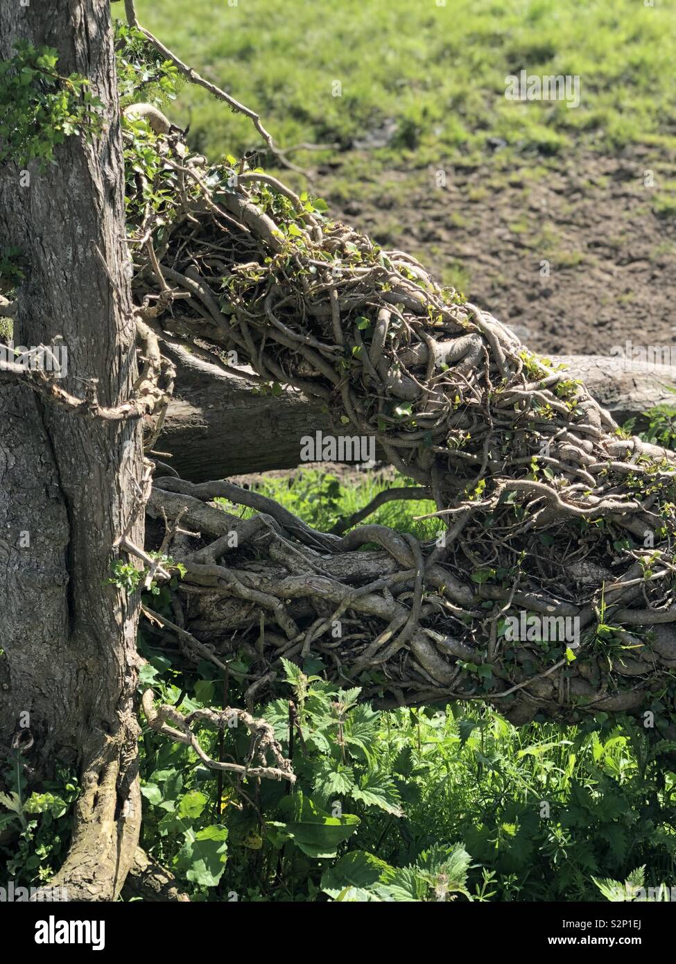 Curly tree branch hires stock photography and images Alamy