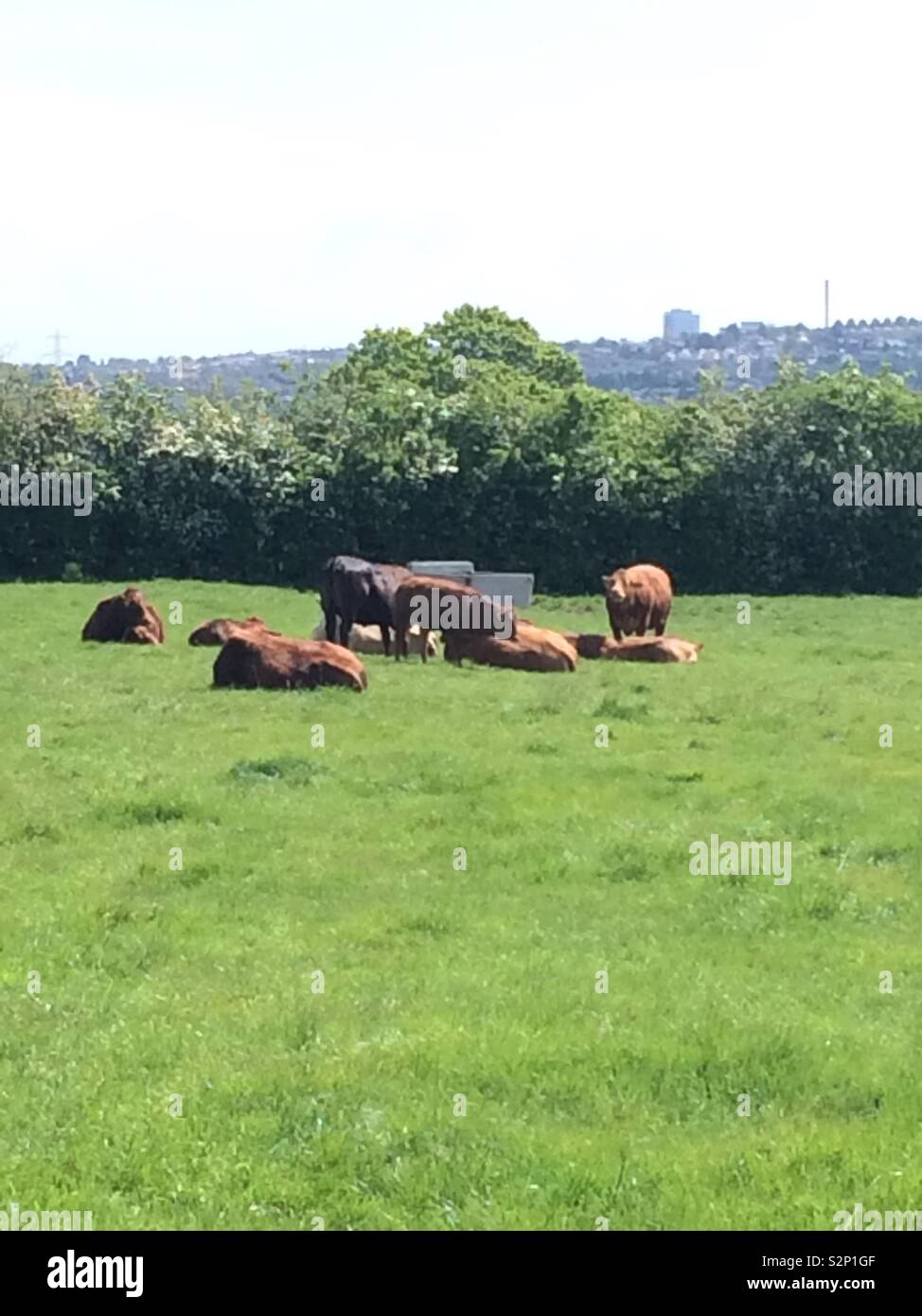 Cows grazing in a field Stock Photo