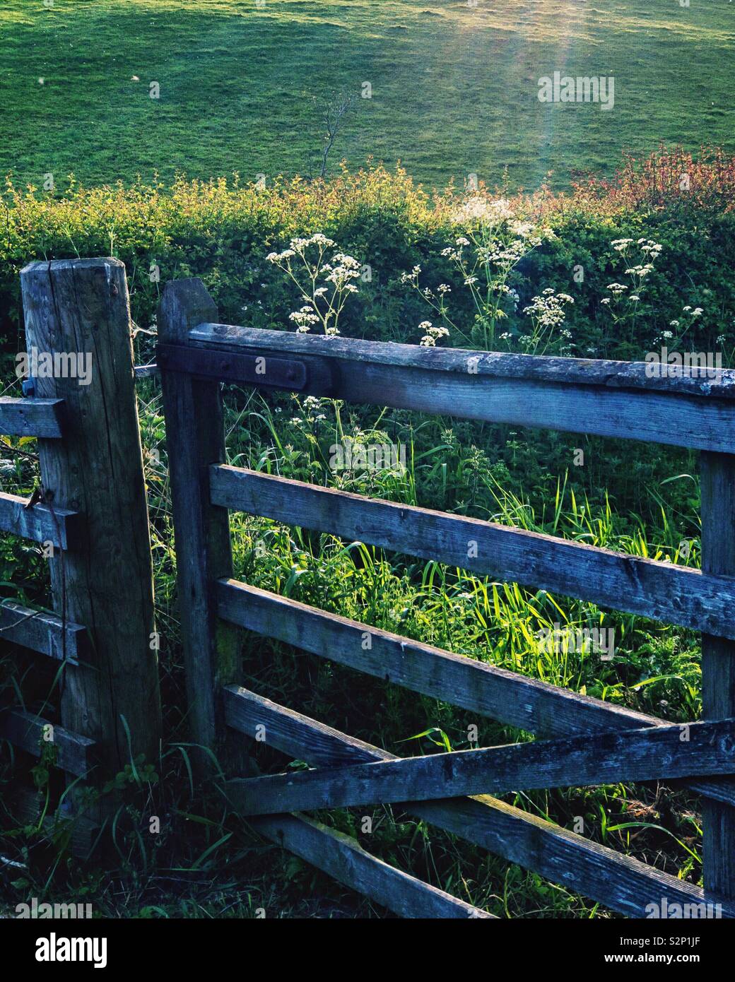 Wooden gate to field in countryside in Scotland. Stock Photo