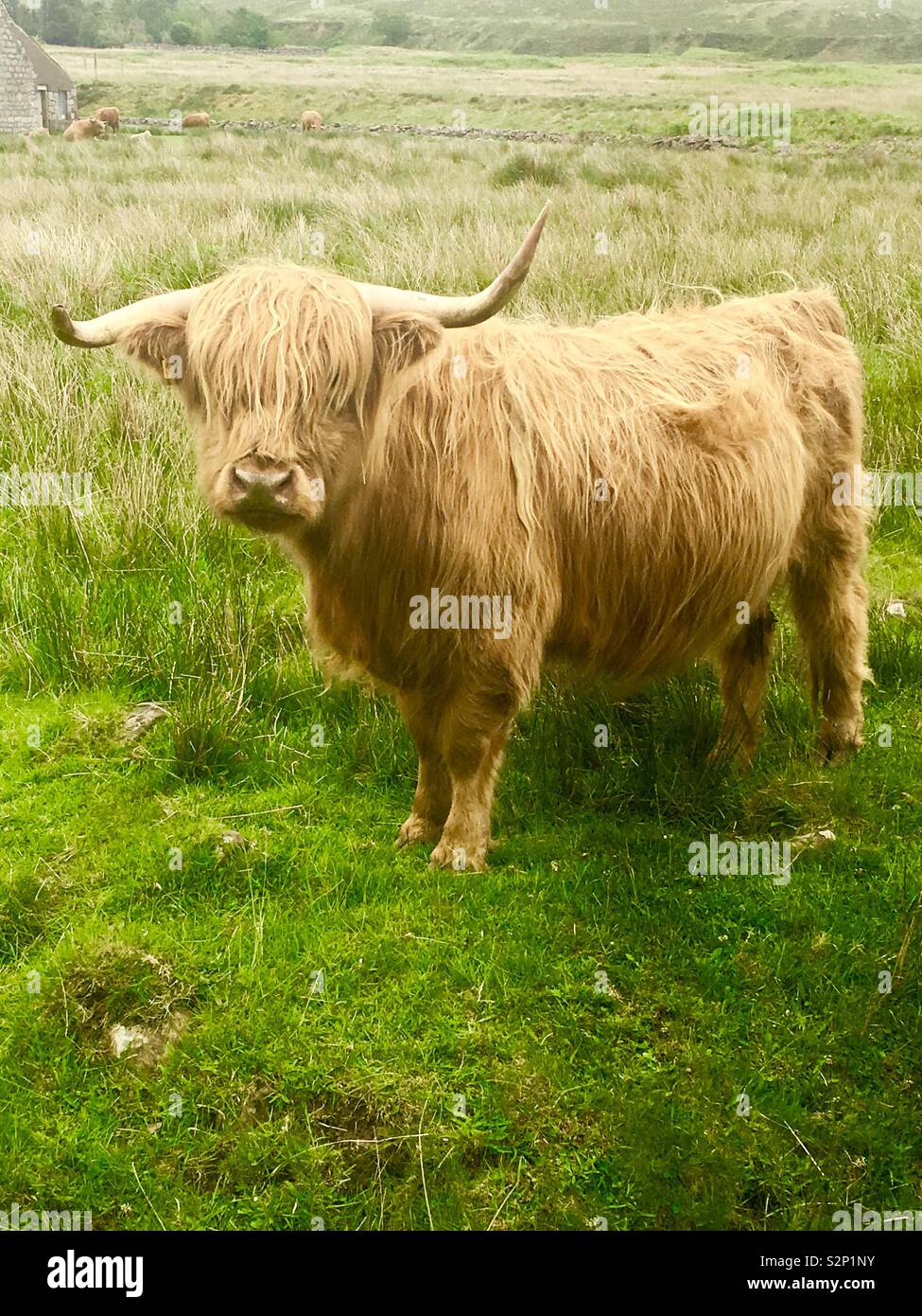 Fuzzy cow hi-res stock photography and images - Alamy