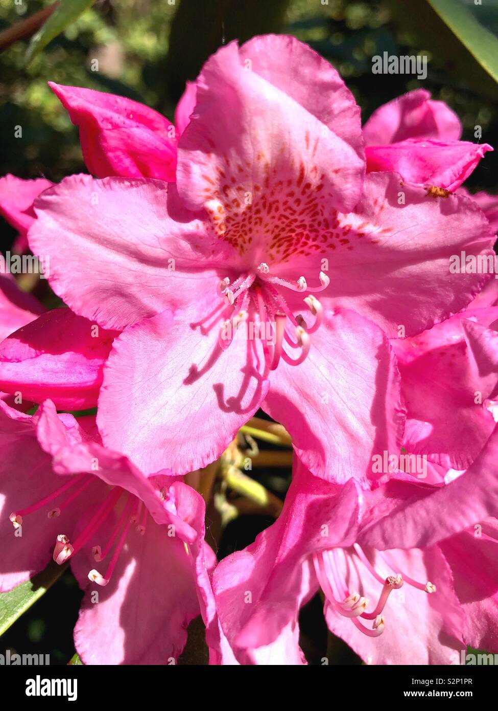 Rhodo High Resolution Stock Photography and Images - Alamy