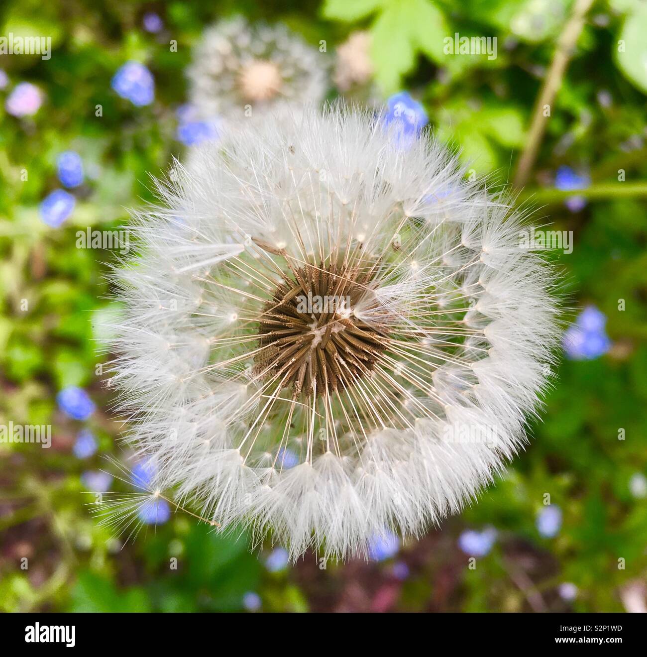 A dandelion seedhead, commonly known as a puffball, against a background of forget me nots. Stock Photo