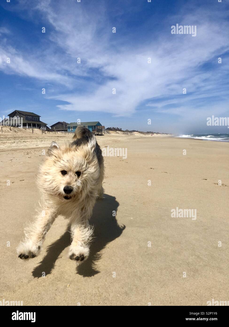 Are Dogs Allowed In Nags Head North Carolina