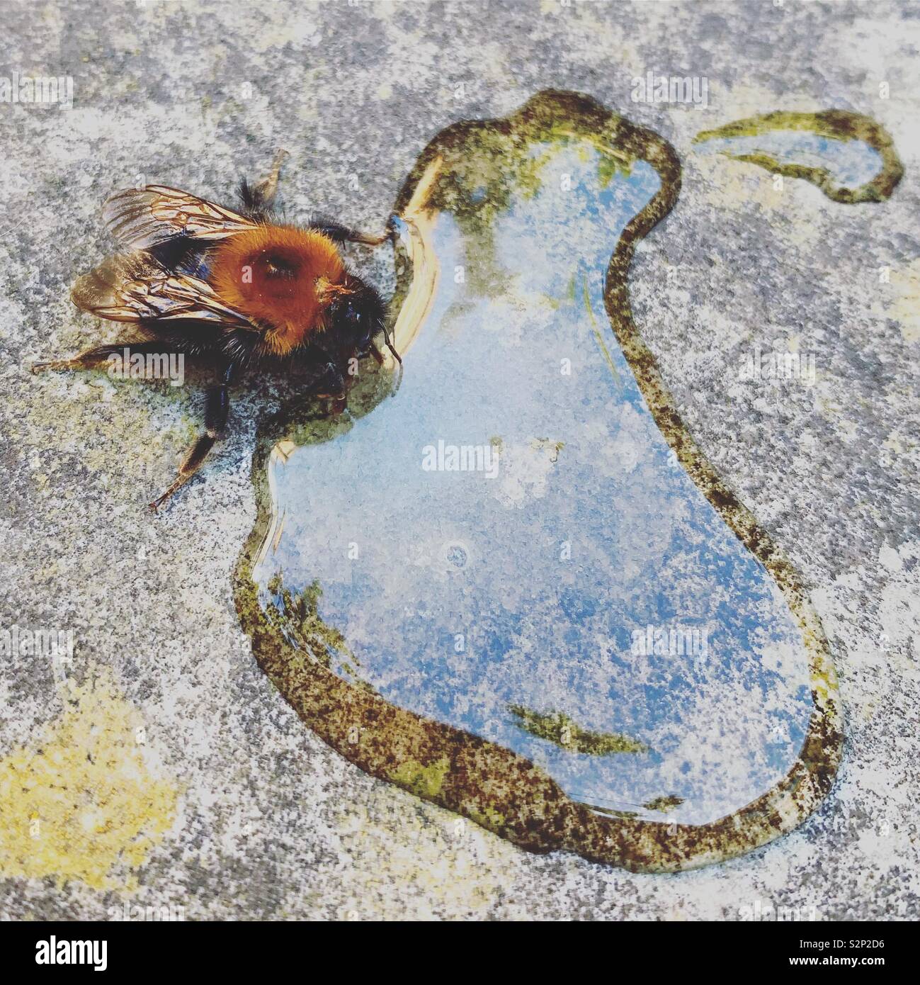 Bee drinking sugar water - Smartphone Captured Stock Image