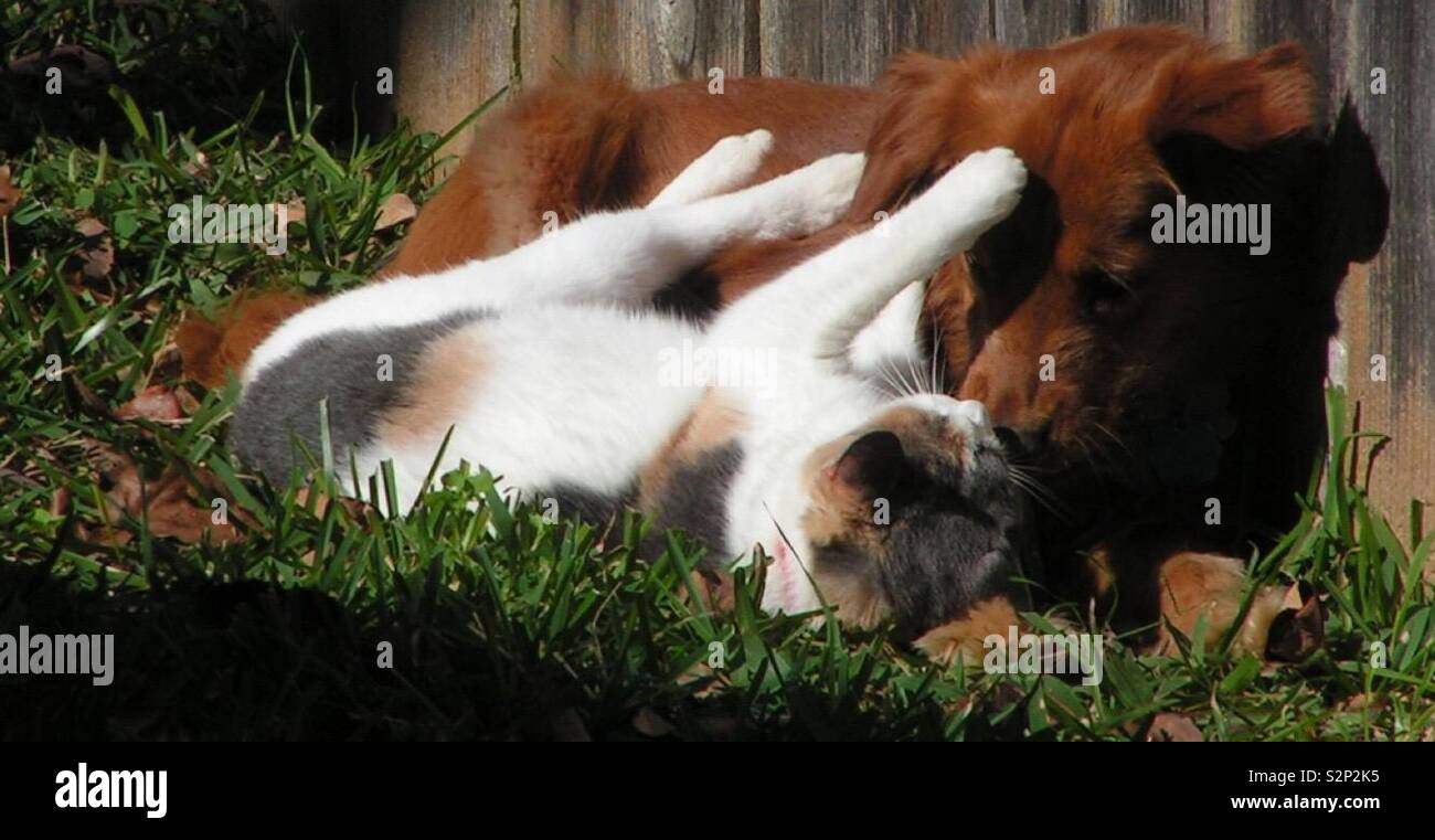Cat and dog friends Stock Photo