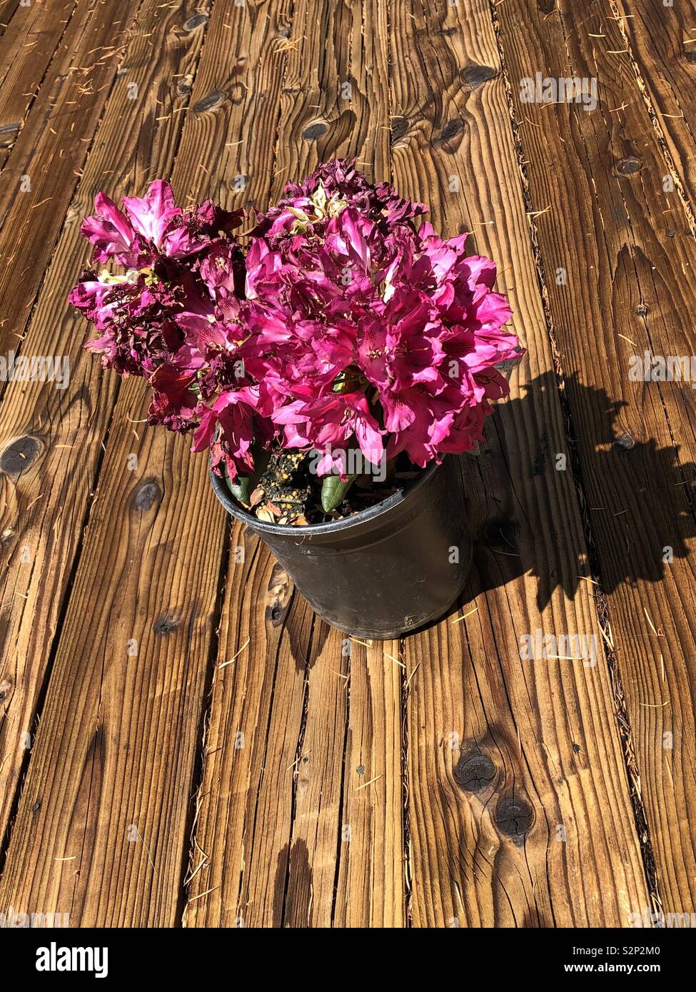 Rhododendron plant on a deck ready to go in the ground Stock Photo