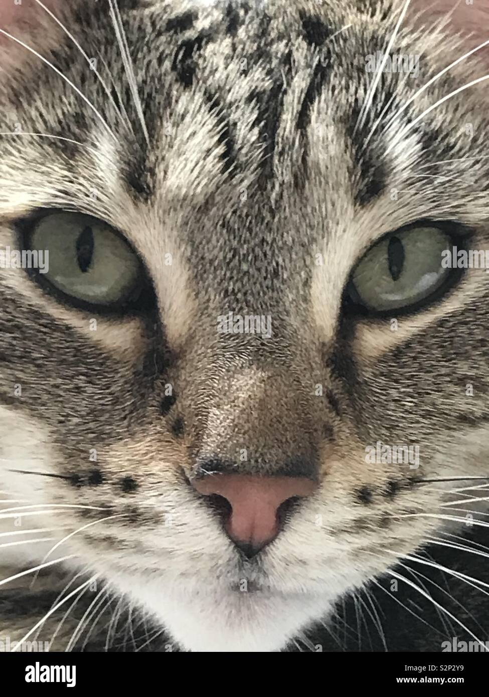 Kitten close up Stock Photo