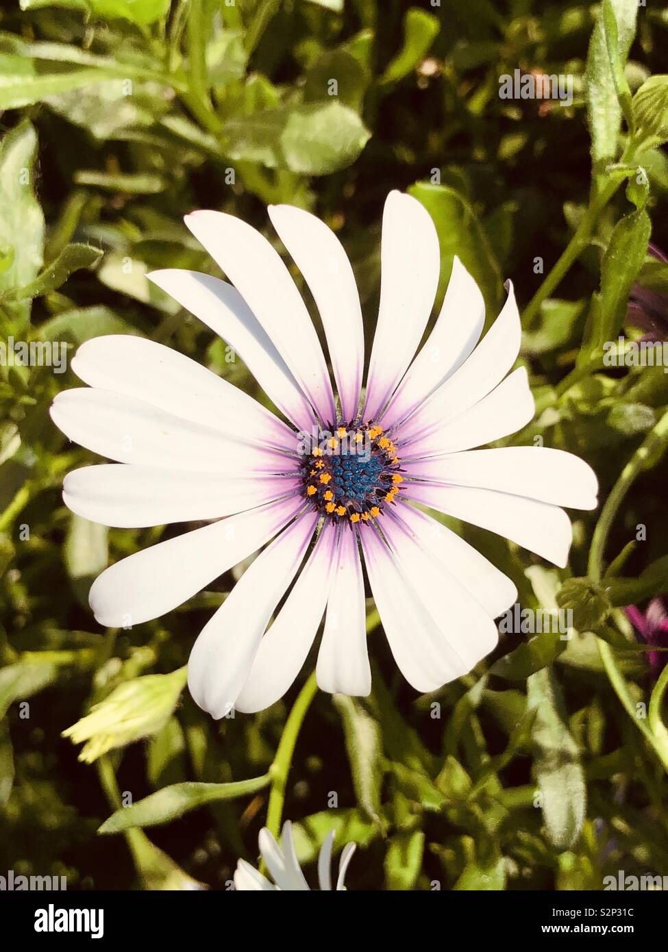Flower white Stock Photo