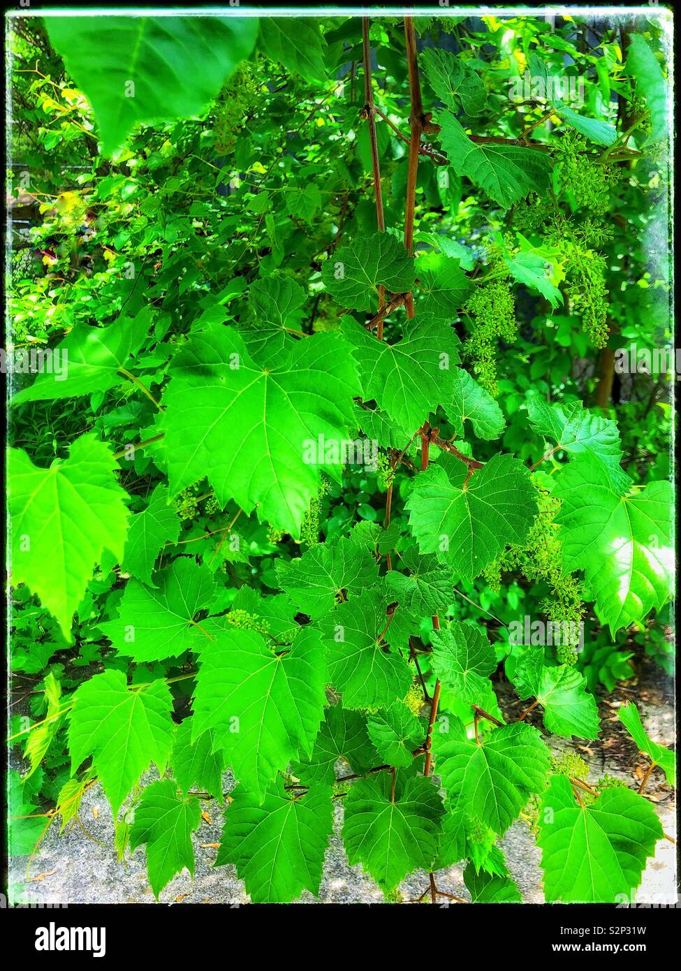 Vines plants hires stock photography and images Alamy
