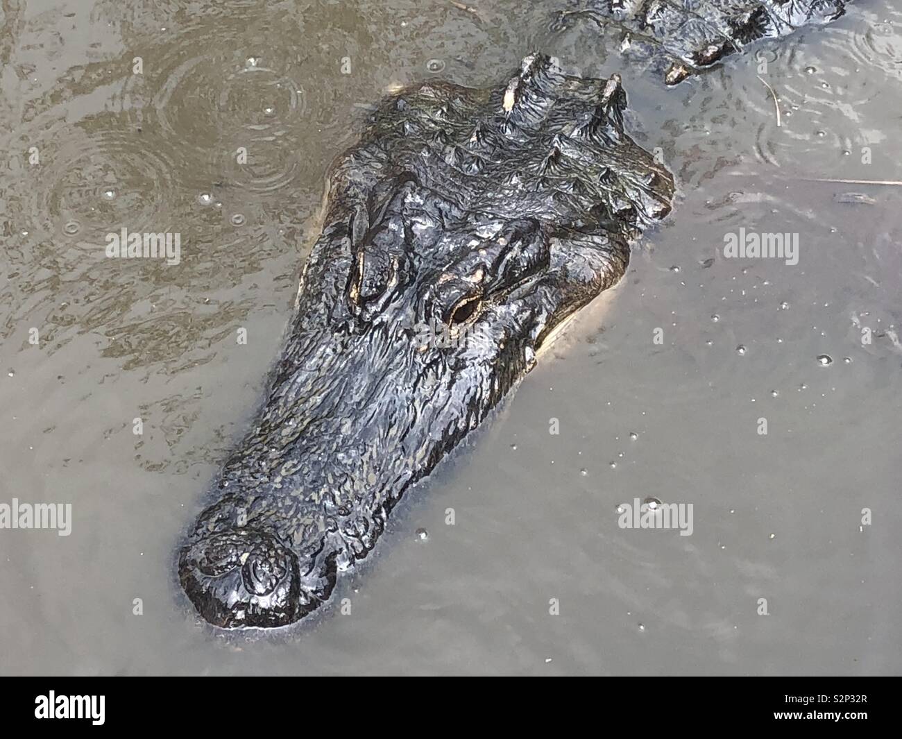 Alligator swimming Stock Photo