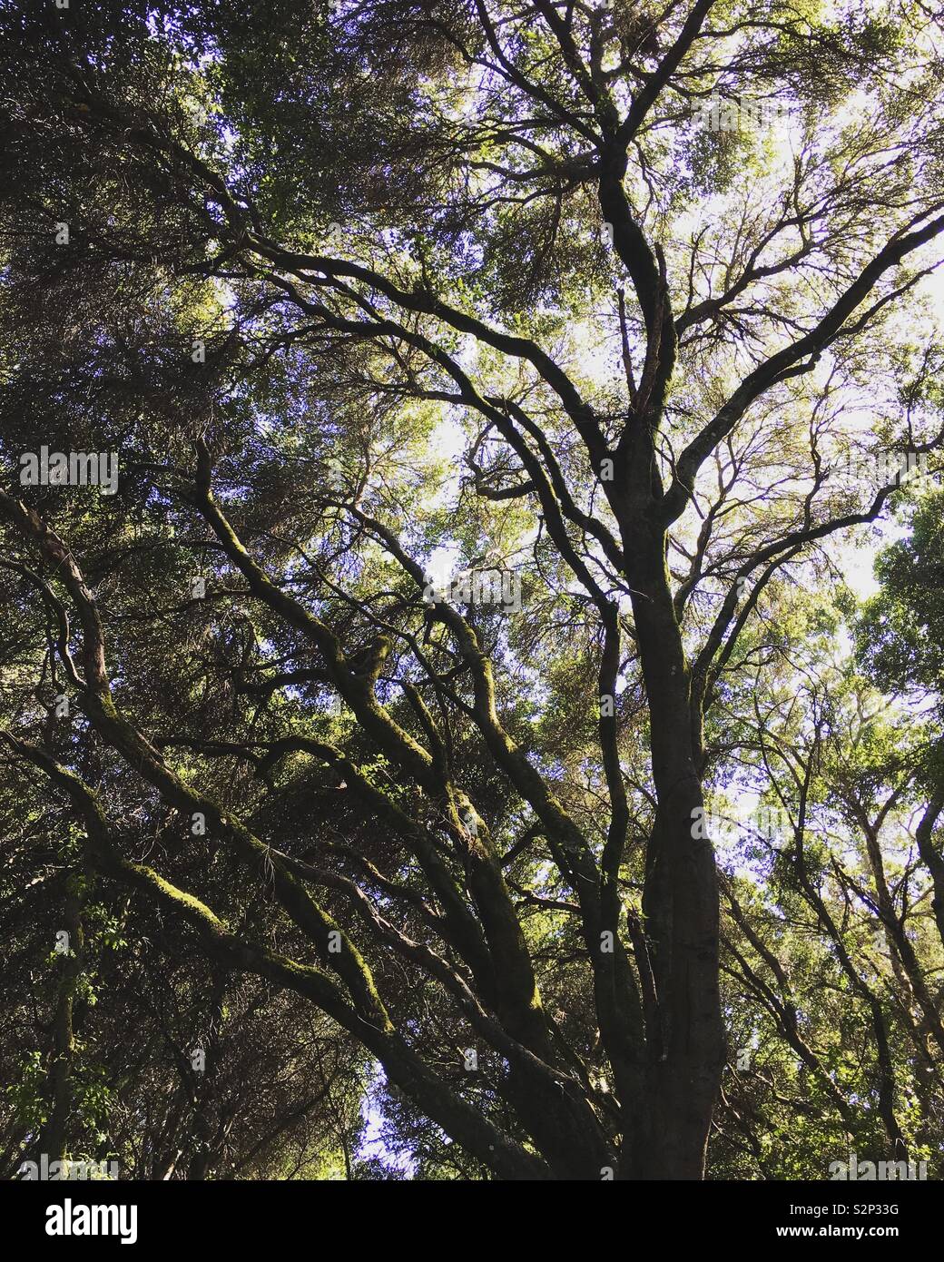 Tall oak hires stock photography and images Alamy