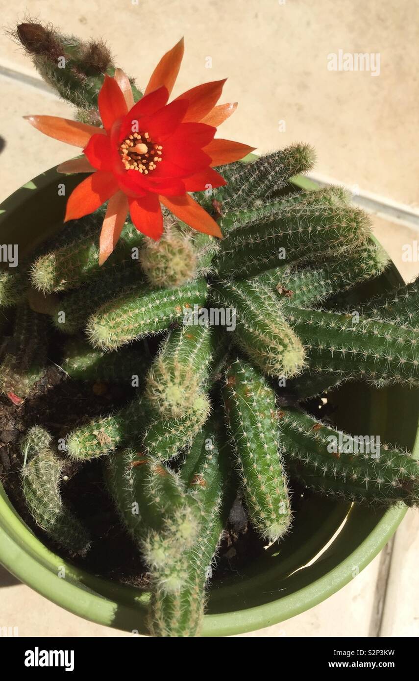 Beautiful flowering cacti Stock Photo