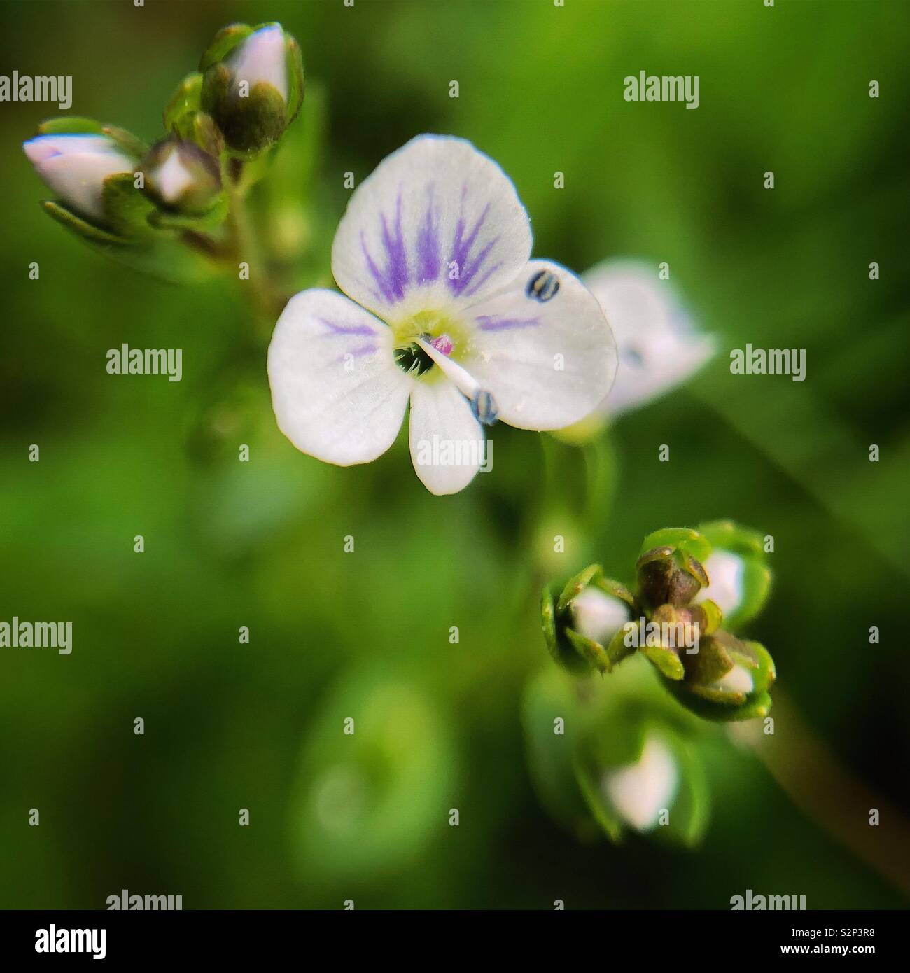 Thymeleaf speedwell hires stock photography and images Alamy