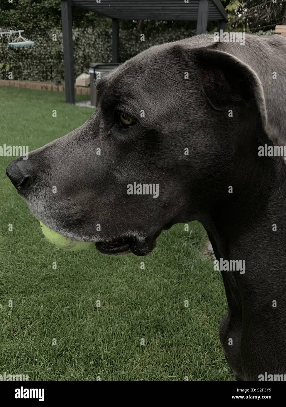 Great Dane with tennis ball Stock Photo Alamy