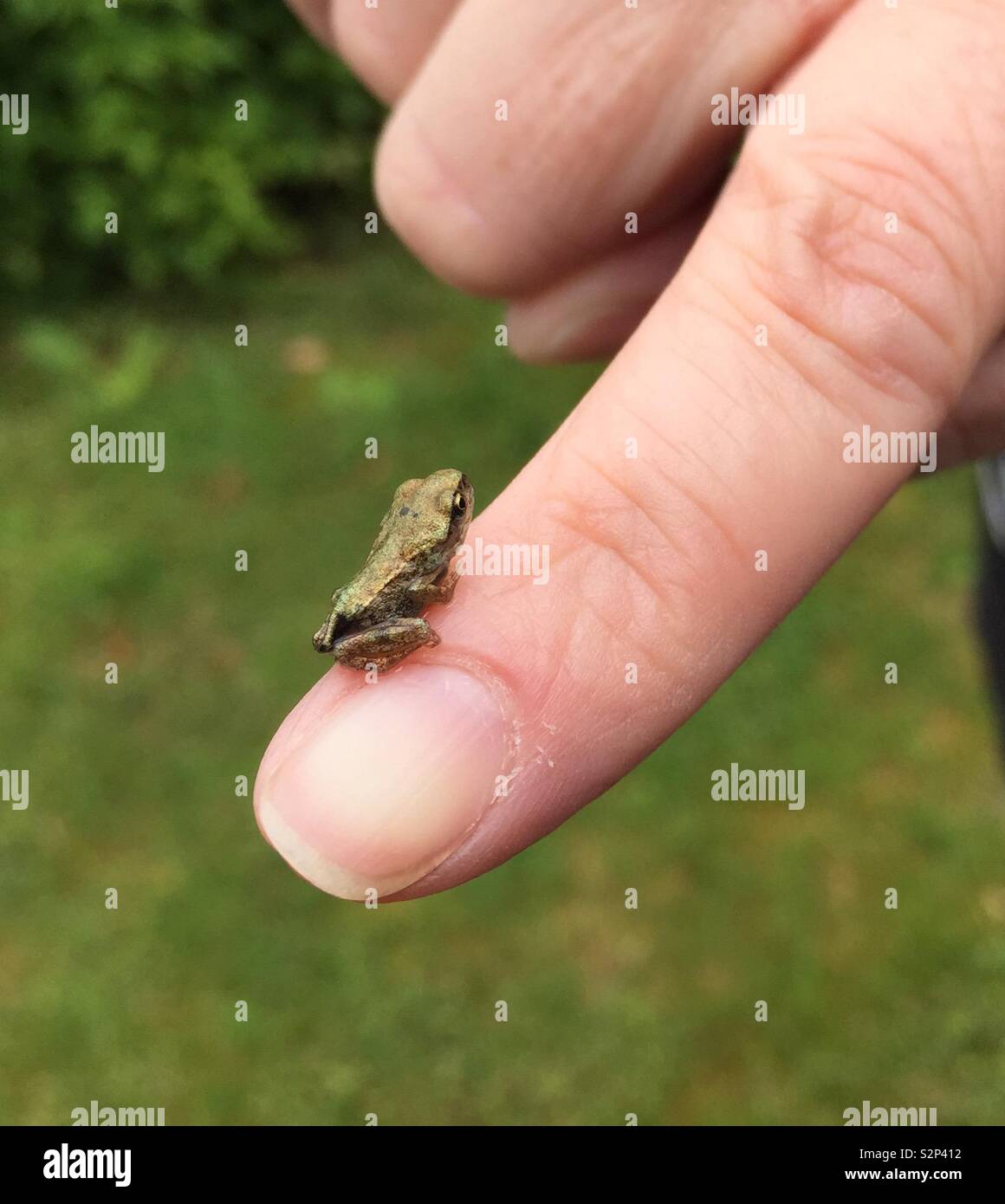 Baby frog hi-res stock photography and images - Page 2 - Alamy