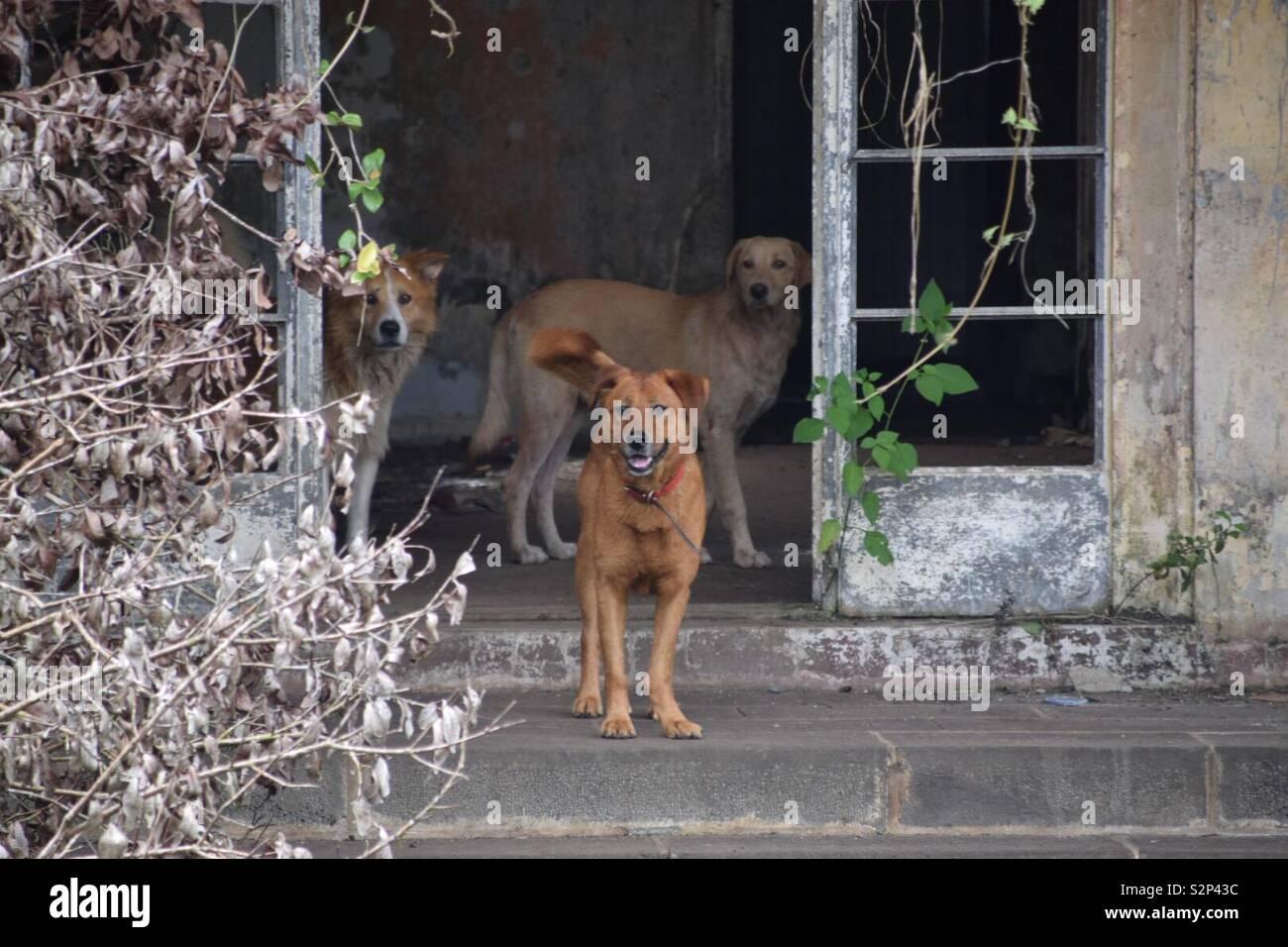 Wild dogs occupying abandoned house in Mauritius Stock Photo Alamy