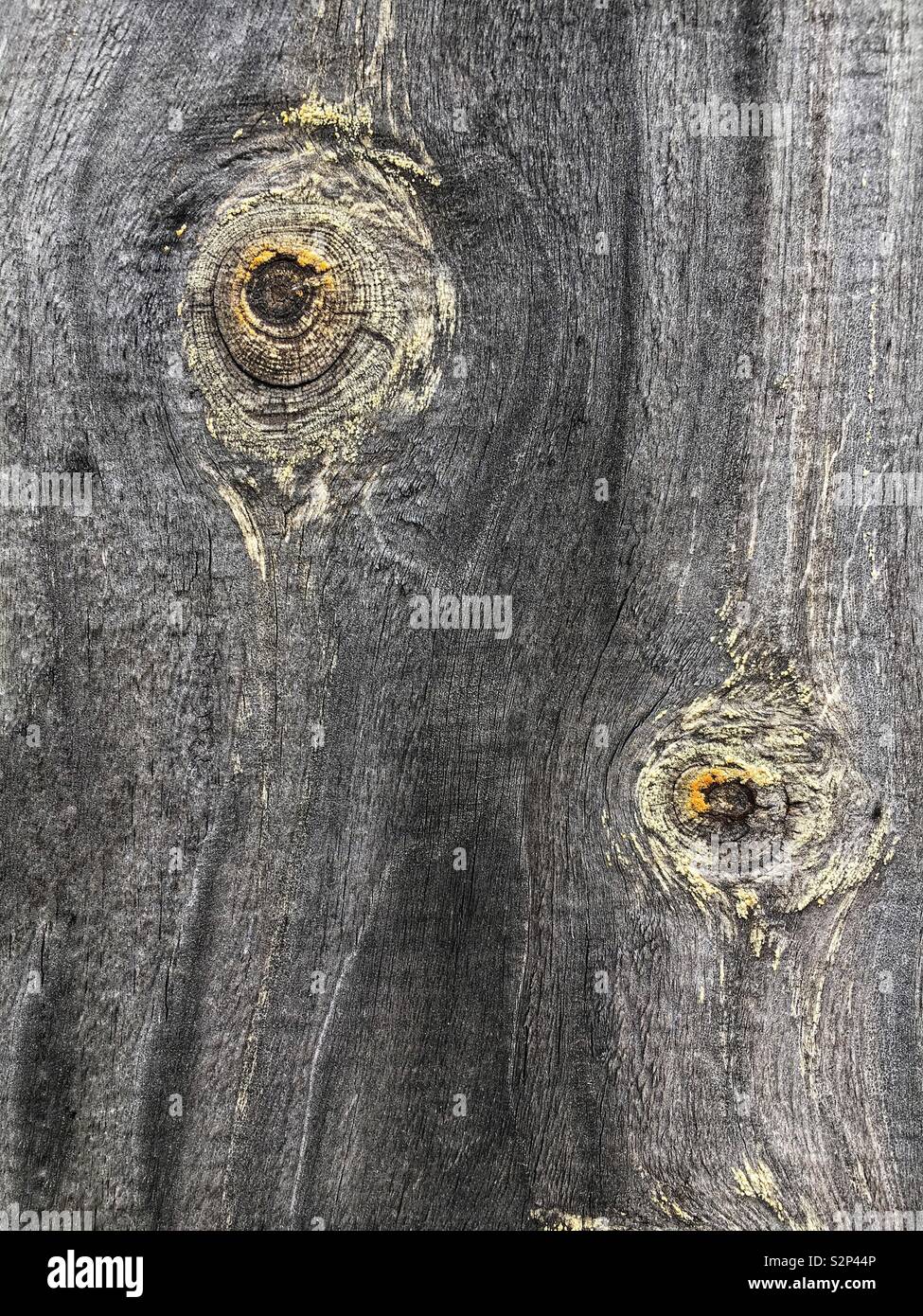 Branch eye knot on a weathered gray pine wood fence board as a decorative effect.  Knot is a hard and round and shows tree growth. Stock Photo