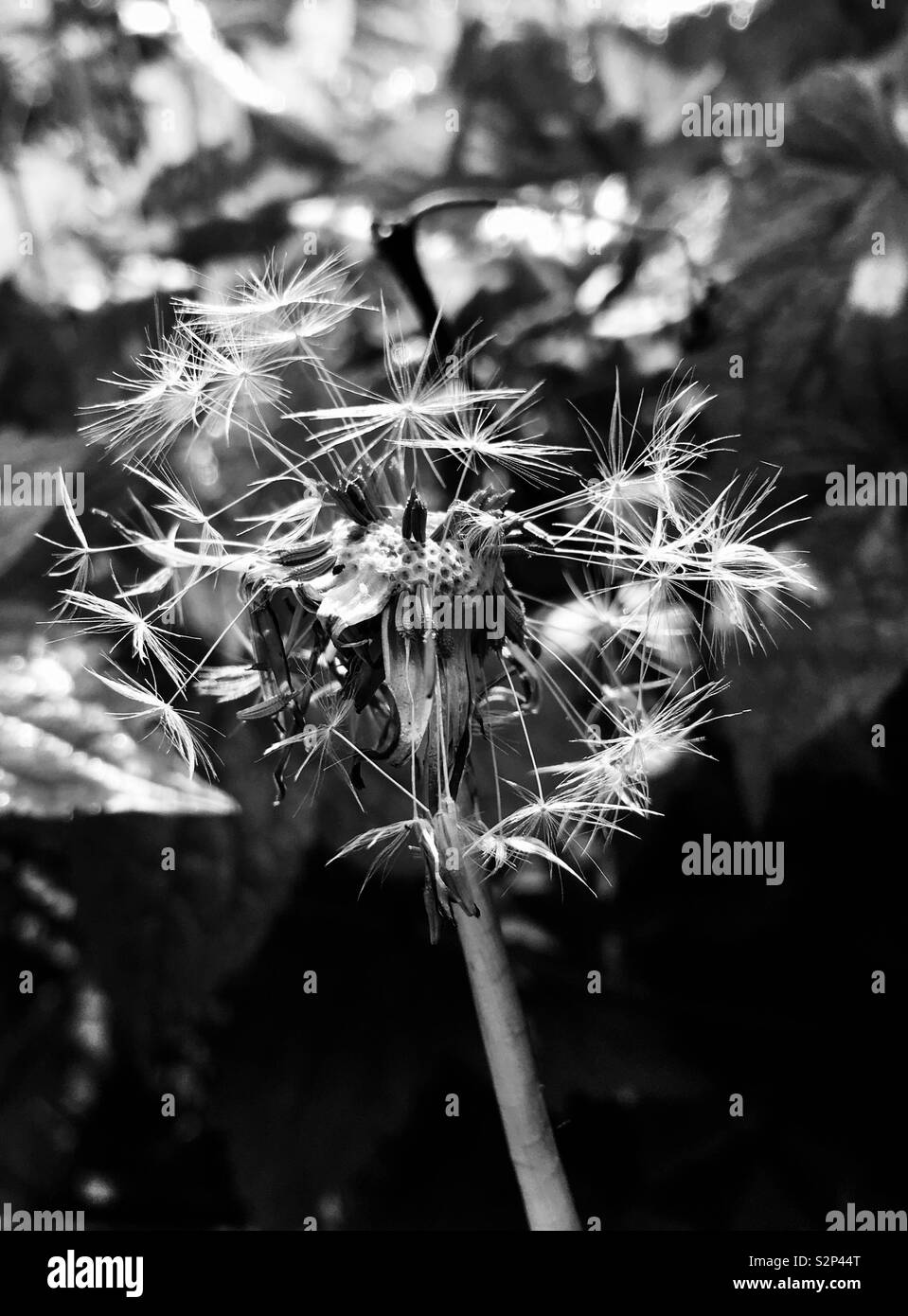 Dandelion seed head in black and white Stock Photo