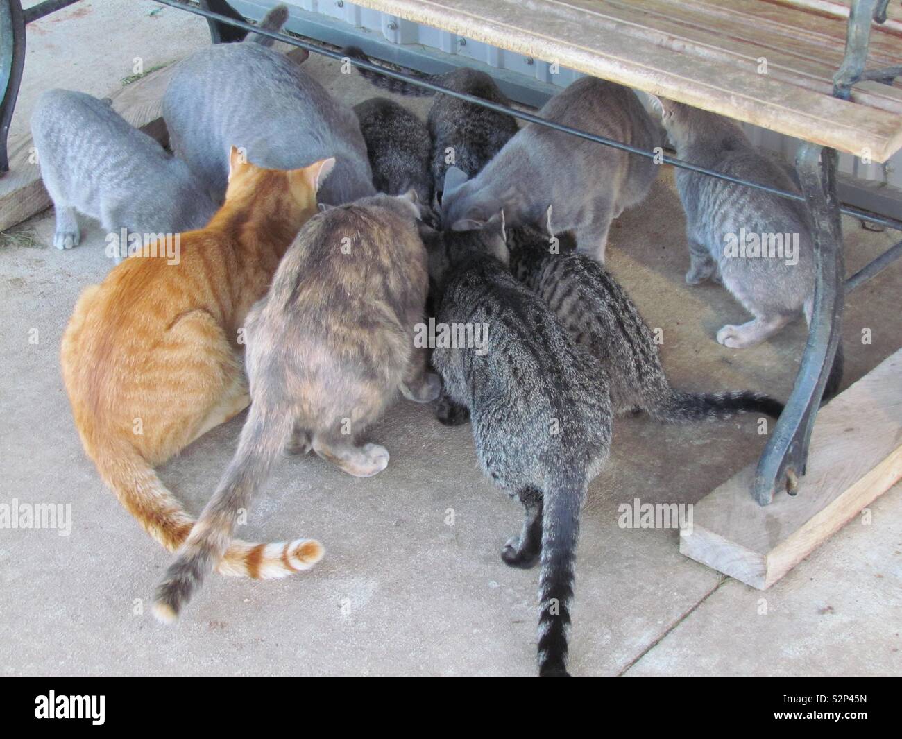 feeding-time-for-the-outside-cats-stock-photo-alamy