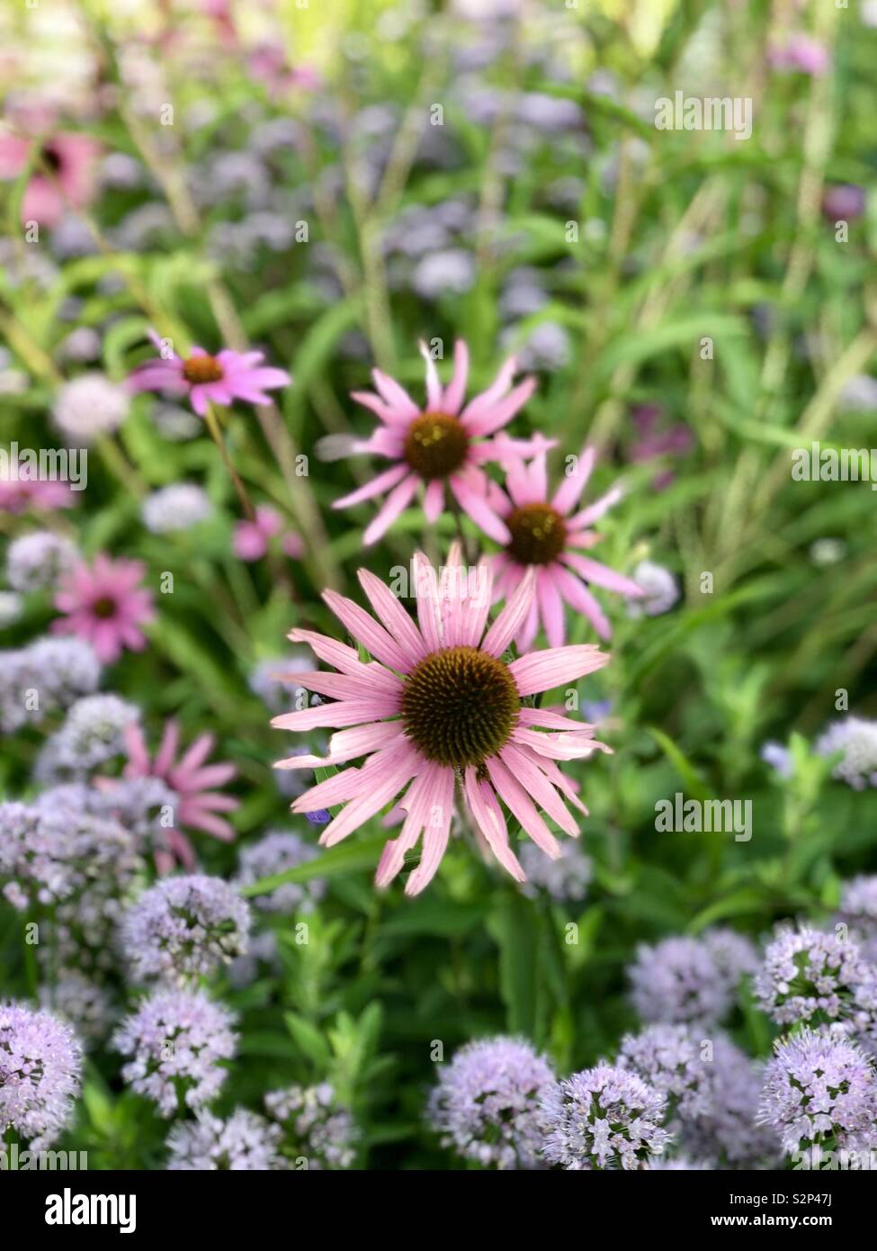Pink flowers Chicago Stock Photo Alamy
