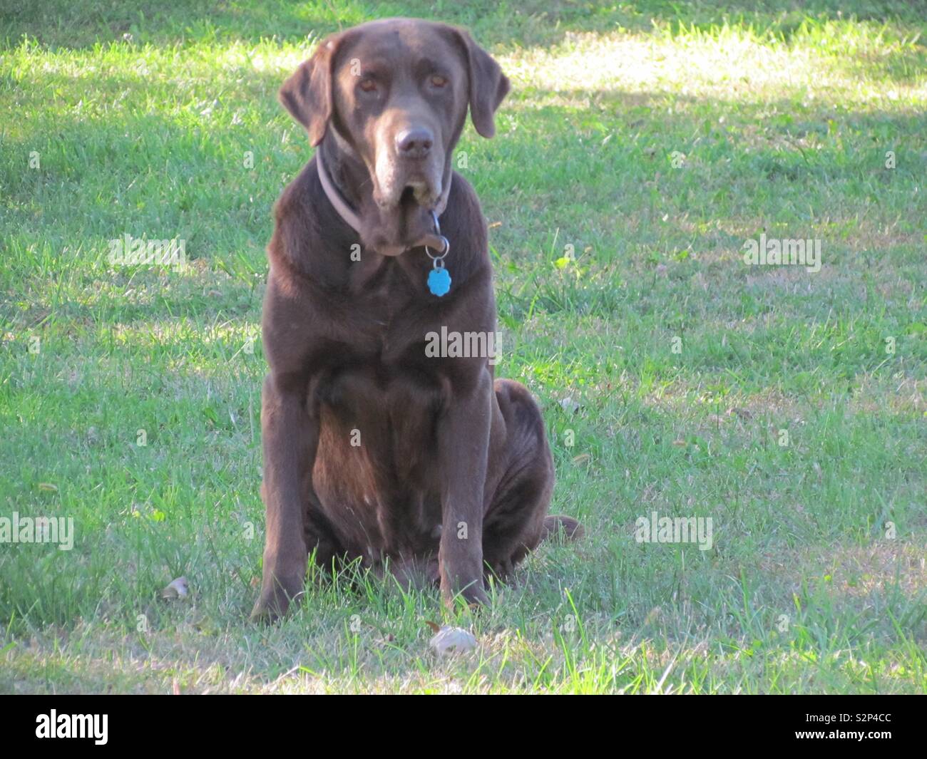 Chocolate lab dog Stock Photo Alamy
