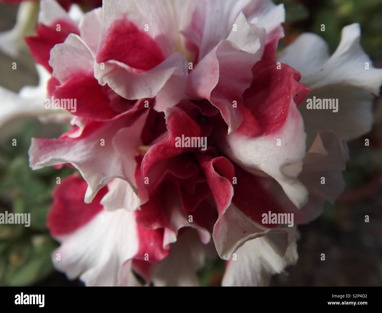 Double Bloom Petunia Flower Stock Photo Alamy