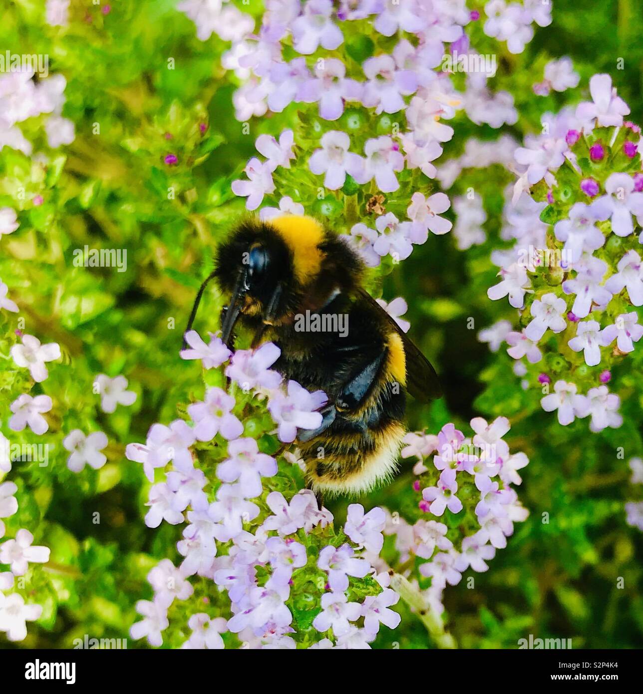 Bumblebee on thyme herb in an English garden Stock Photo
