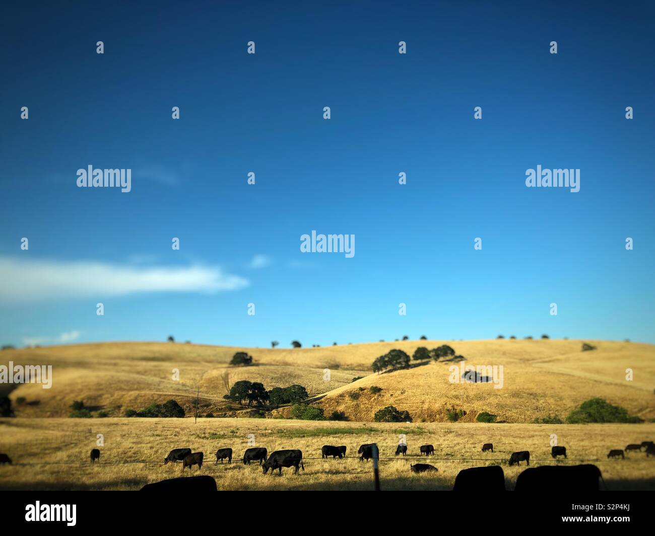 Mount Diablo is a prominent peak in Northern California, known for its sweeping landscapes, rolling hills, and panoramic views - - Smartphone Captured Stock Image