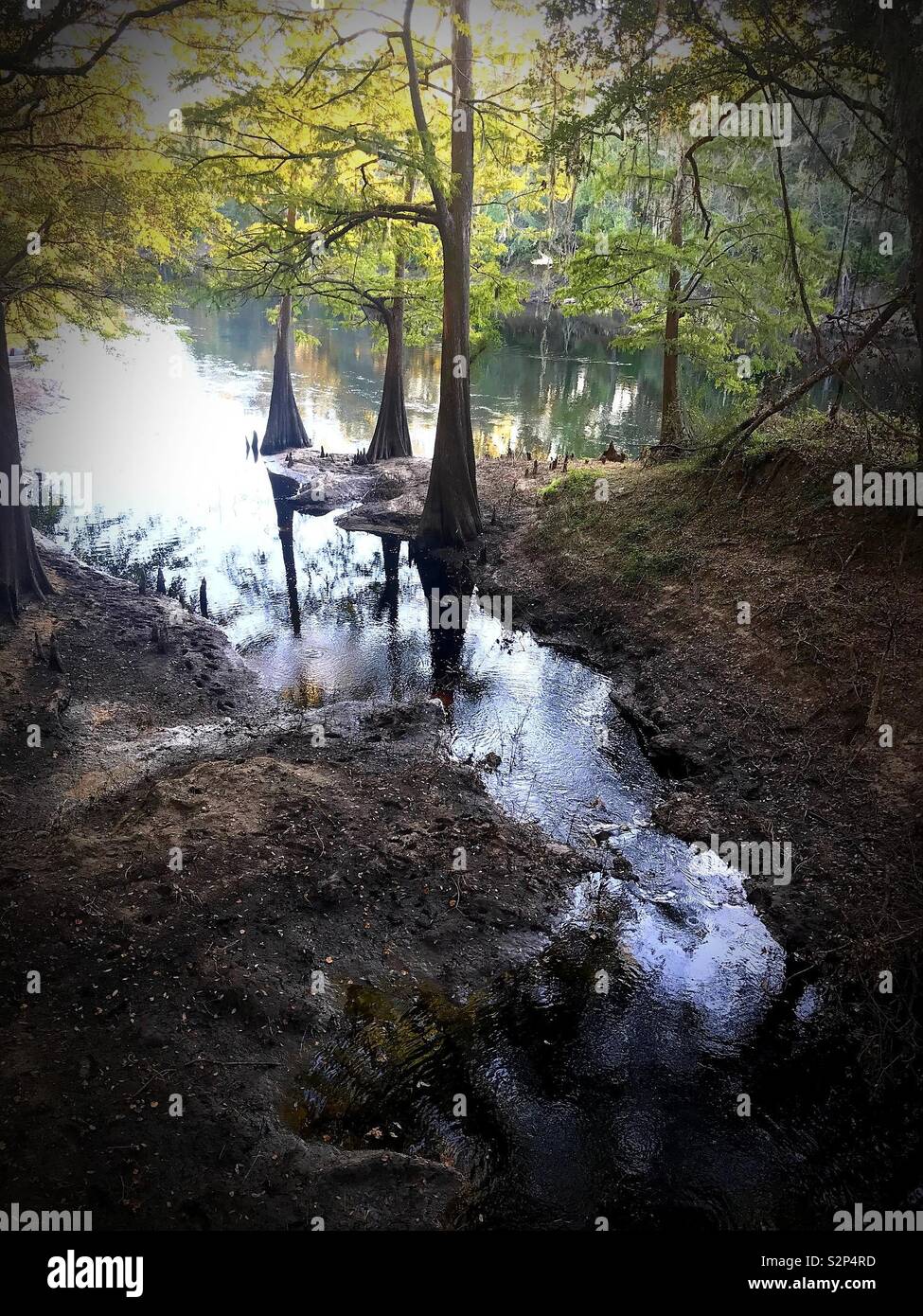 Cypress swamp Stock Photo