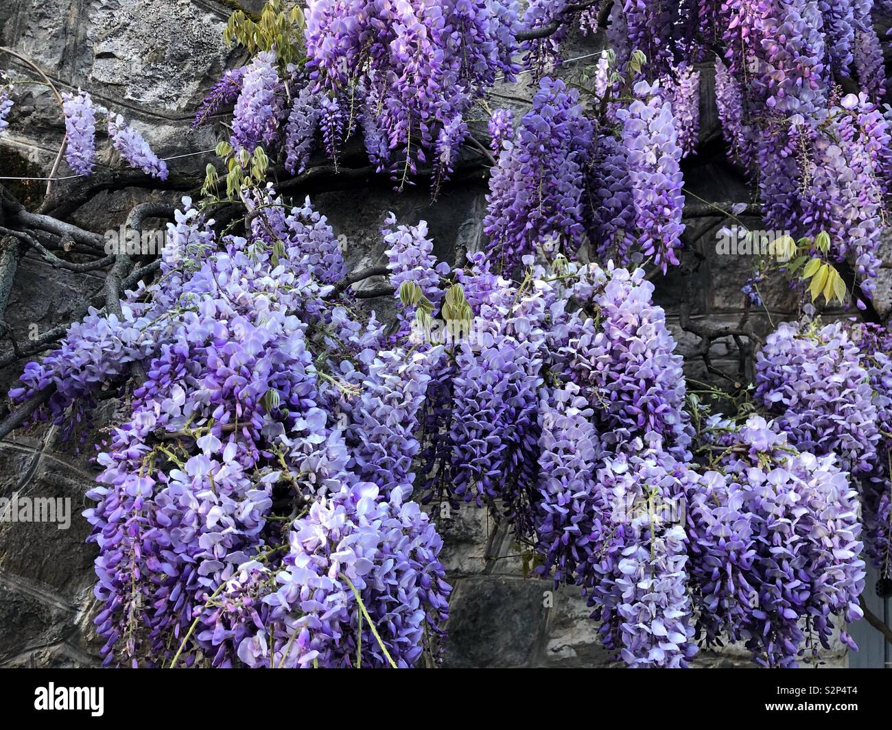 Lilac colored flowers Stock Photo