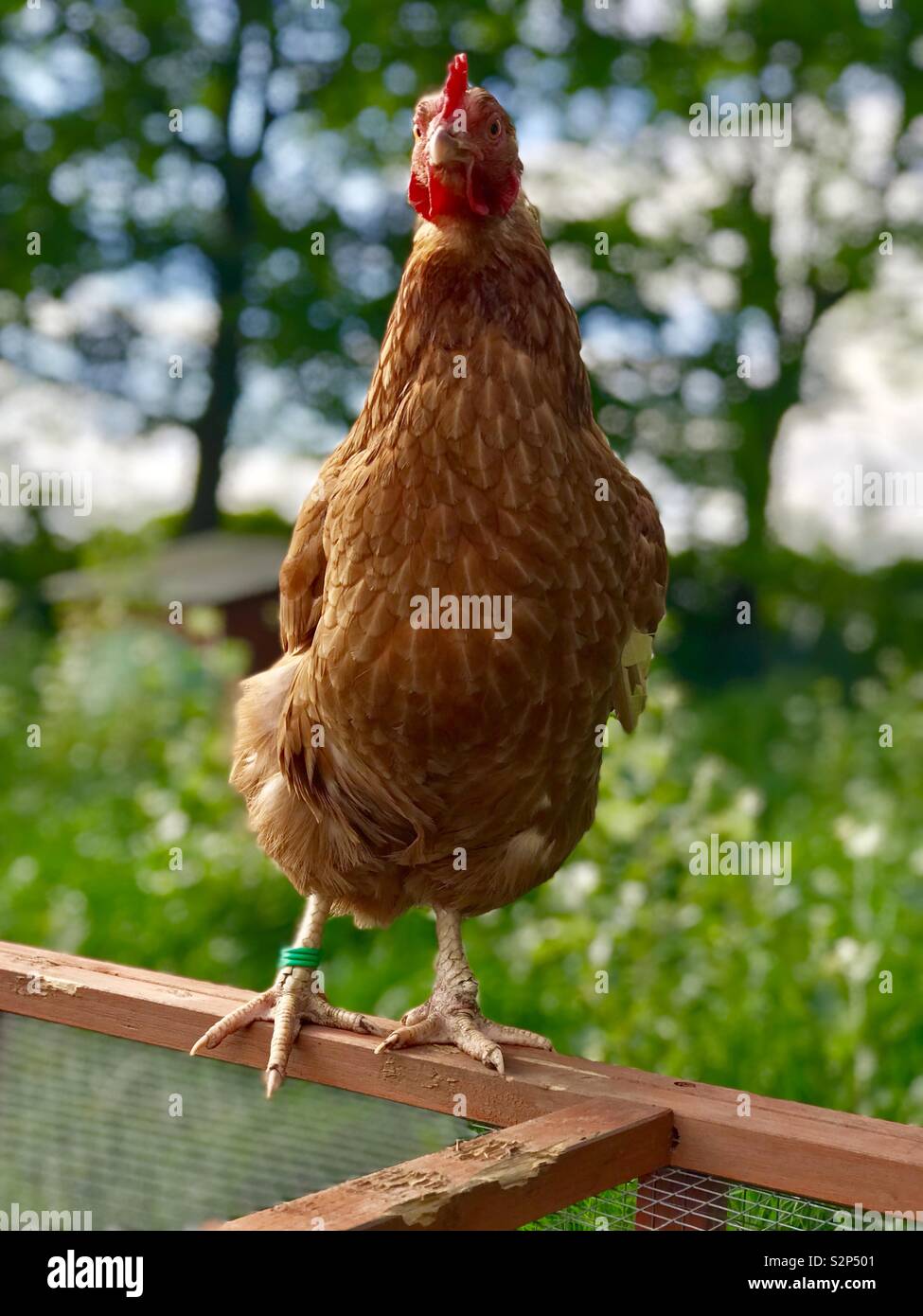 Healthy and happy hen hires stock photography and images Alamy